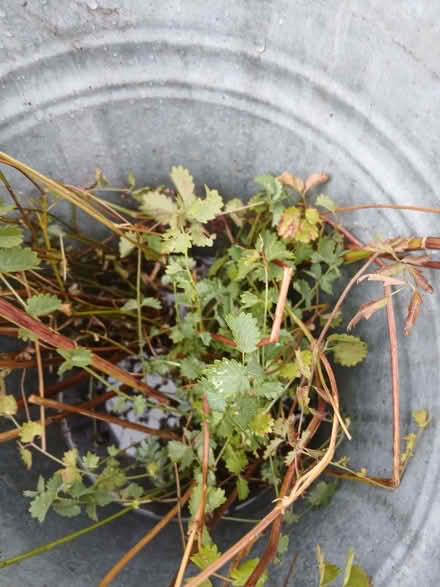 Photo of free salad burnet herb plant (Chipping Sodbury BS37) #1
