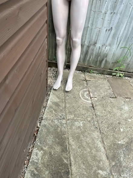 Photo of free Legs from a Manequin only (Hollington TN37) #1