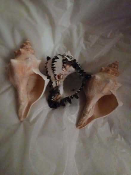 Photo of free Box of shells ans sea urchins (Cosham PO6) #4