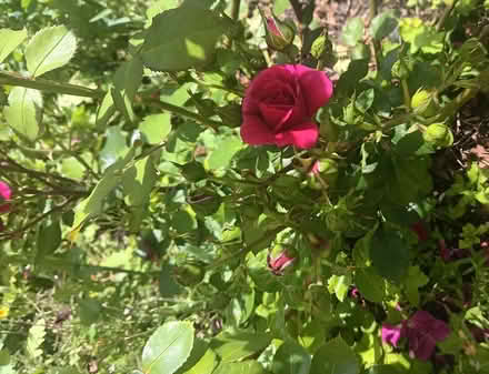 Photo of free Mature & Thriving Rosa Lovestruck Shrub Rose Bush Deep Pink (Ticknall DE73) #2