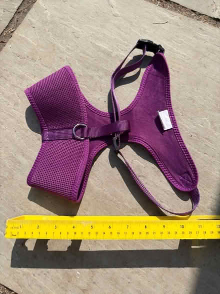 Photo of free Purple XL dog harness (Twerton, BA2) #2
