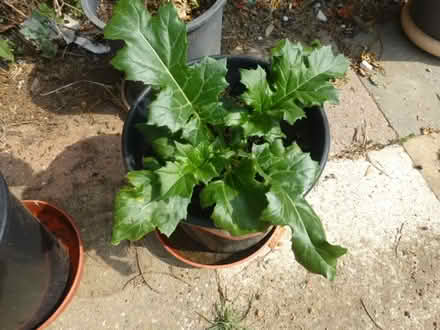Photo of free Acanthus plant (North Tonbridge. TN10) #2