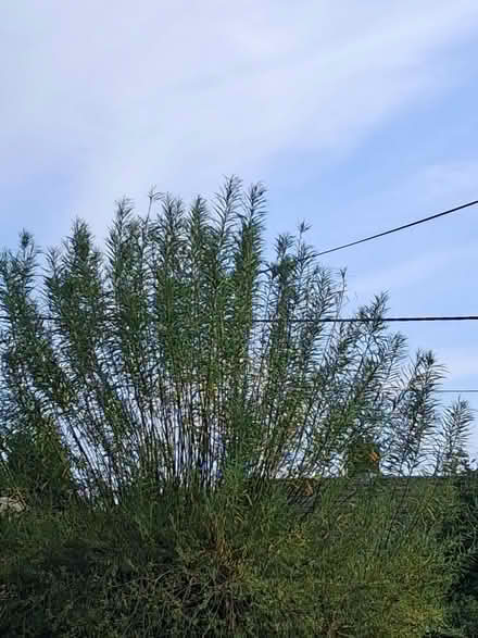 Photo of free Straight willow branches, come and cut them yourself (Merstone PO30) #1