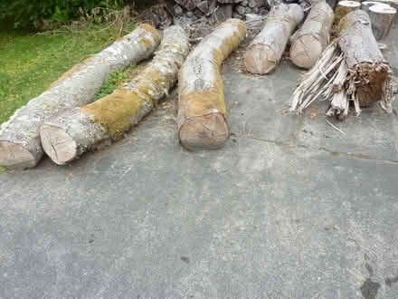 Photo of free Firewood (Eerett near Forest Park) #1