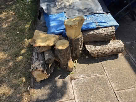 Photo of free Chopped tree logs (Wanstead IG1) #1