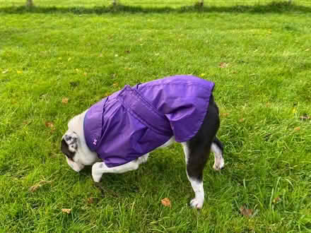 Photo of free Rain jacket for small to med dog (Twerton, BA2) #4