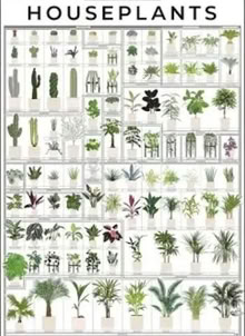 Photo of Houseplants (Aigburth L17) #1