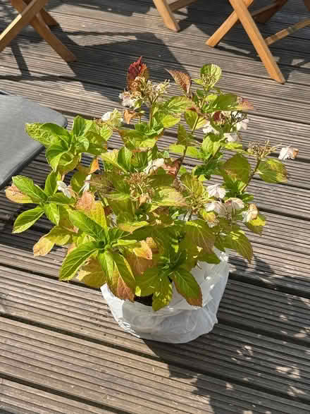 Photo of free Hydrangea Macrophylla (Ewell, KT19) #1
