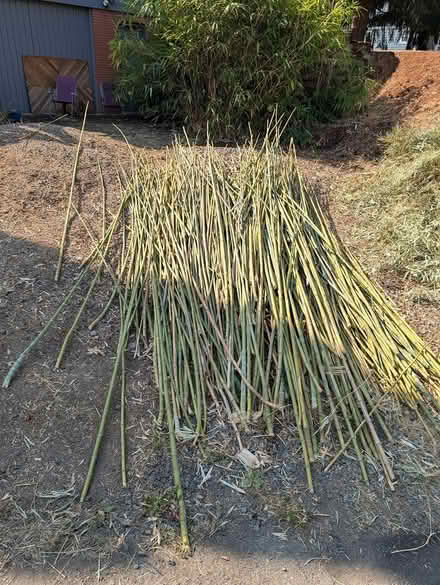 Photo of free Bamboo (West Salem off Bonny Way) #1