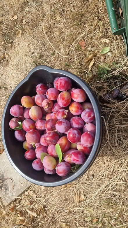 Photo of free Bucket of sweet plums in varying condition. (Hailsham BN27) #2
