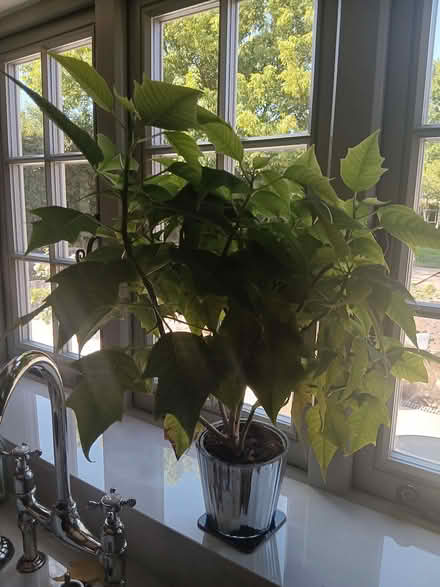 Photo of free White Poinsettia plant (Ticknall DE73) #1