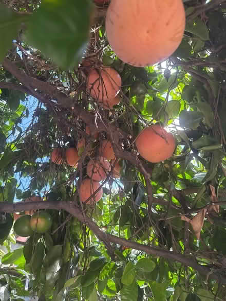 Photo of free Sweet X-lg grapefruit (Glendora ca) #3
