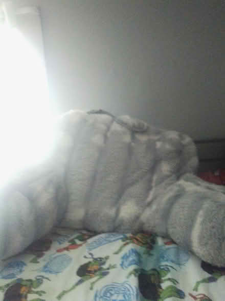 Photo of free A heat pillow (Jeff Illinois Fairfield) #1