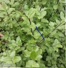 Photo of free small pittosporum bush (Leigh-on-Sea SS9) #1