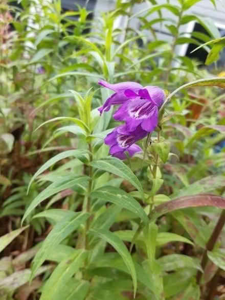 Photo of free penstemon - purple (Leigh-on-Sea SS9) #1