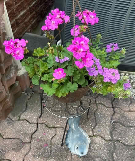 Photo of free Fuscia Geraniums (Erin Mills) #1