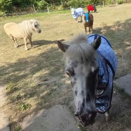 Photo of free horse manure (Prenton CH43) #1