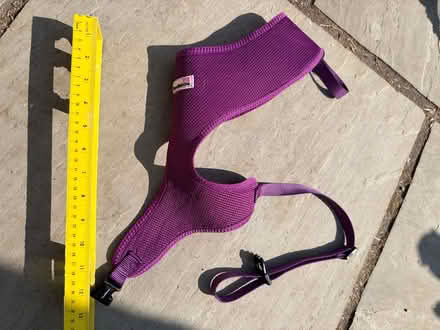 Photo of free Purple XL dog harness (Twerton, BA2) #1