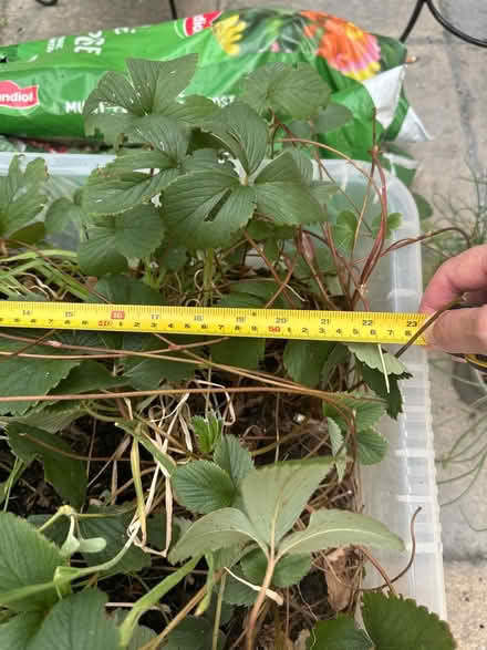 Photo of free Box of strawberry /chive plants (CO4 9 Colchester) #2