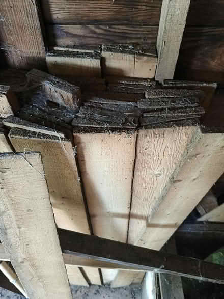 Photo of free Oak fencing panels (Cheam SM2) #2