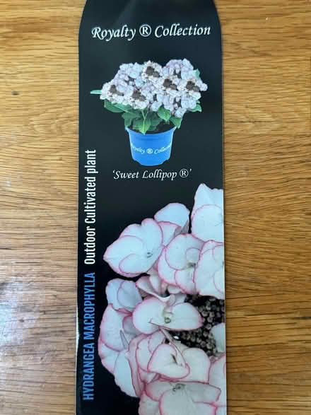 Photo of free Hydrangea Macrophylla (Ewell, KT19) #2