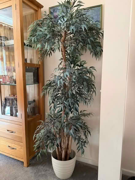 Photo of free large artificial houseplant (Horndean PO8) #1