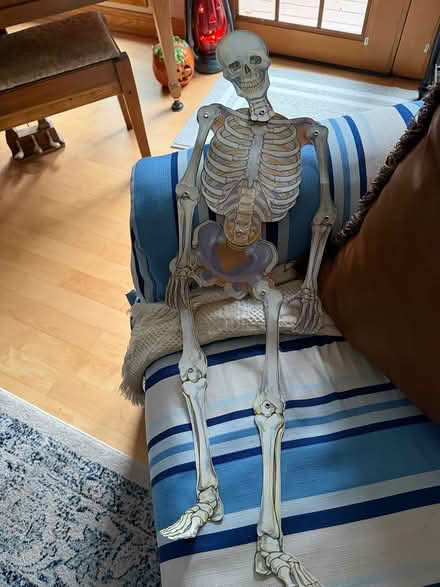 Photo of free Flat paper skeleton 3’ (Downers Grove) #1