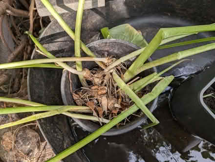 Photo of free White Lily (Portslade by Sea BN41) #2