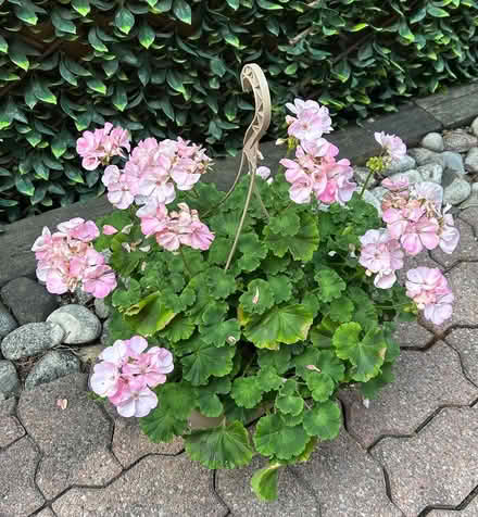 Photo of free Light Pink Geraniums (Erin Mills) #1
