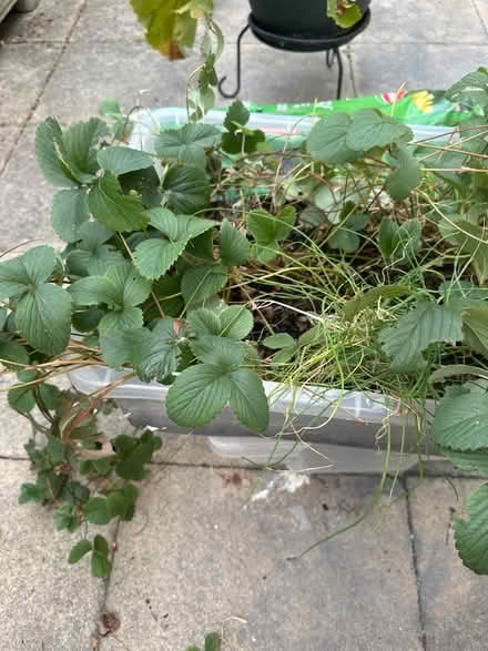 Photo of free Box of strawberry /chive plants (CO4 9 Colchester) #1