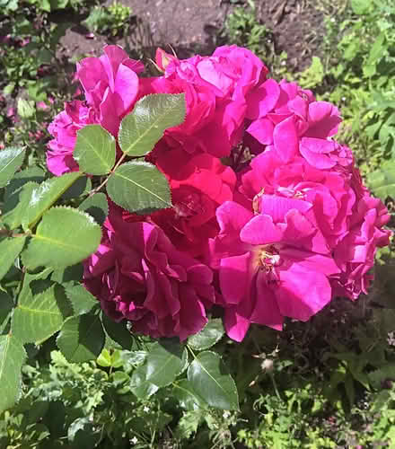 Photo of free Mature & Thriving Rosa Lovestruck Shrub Rose Bush Deep Pink (Ticknall DE73) #4