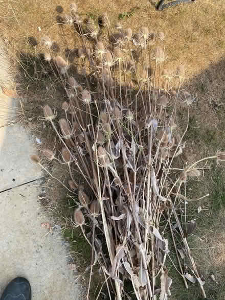 Photo of free Teasels (Corsham) #1