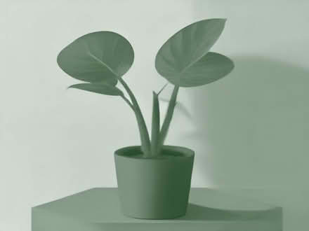 Photo of very big fake or real non flowering plant (Moor Allerton LS17) #1