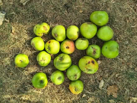 Photo of free Windfall Bramley Cooking Apples (North Ascot SL5) #1