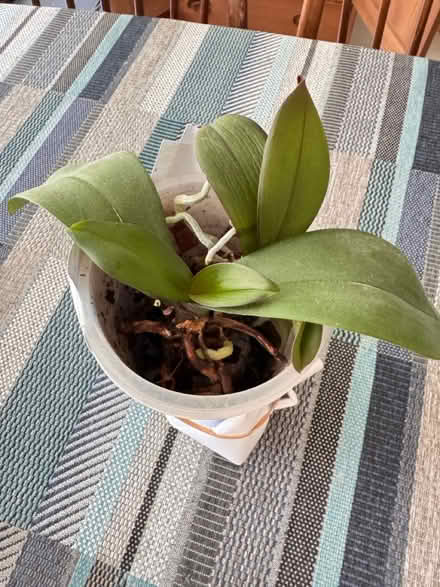 Photo of free 2 x small orchids pale pink white (Headington OX3) #1