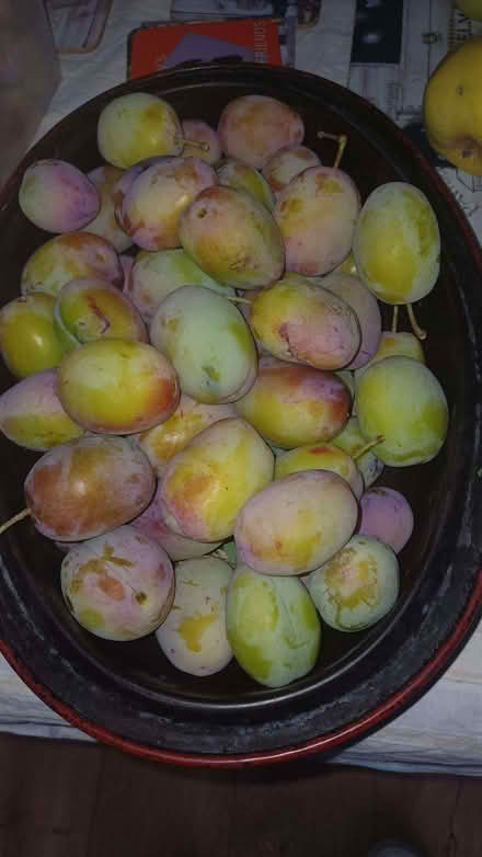 Photo of free Plums..... (Morley DE21) #1