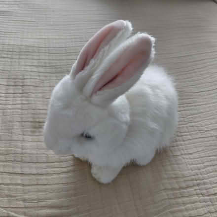 Photo of free Small/medium rabbit plush (Union City) #2