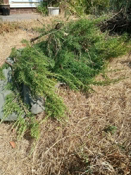 Photo of free Fresh rosemary (Chipping Sodbury BS37) #1