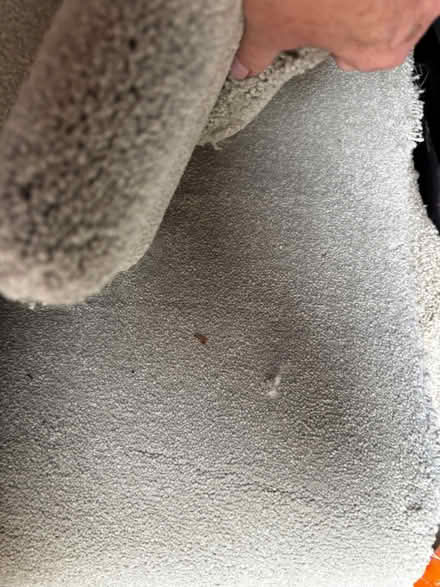 Photo of free Carpet offcuts (Southey Green S5) #3