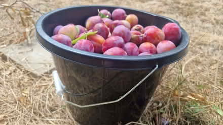 Photo of free Bucket of sweet plums in varying condition. (Hailsham BN27) #1