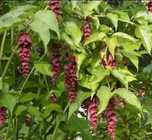 Photo of free Pheasant Berry (Leycestria) (Leigh-on-Sea SS9) #1
