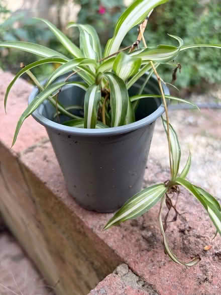 Photo of free Spider plant (Westbury Wilts BA13) #1