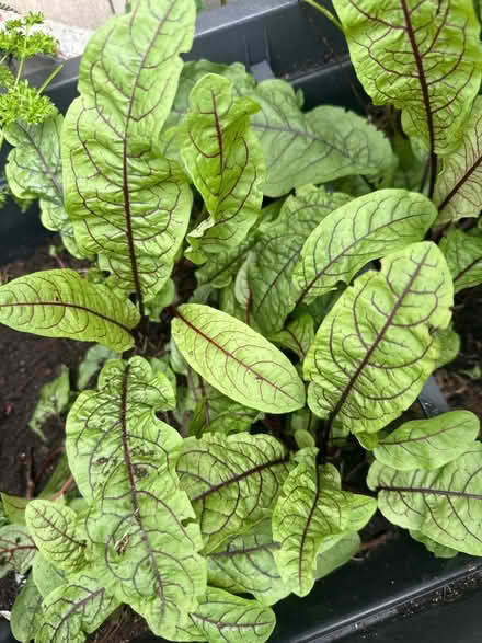 Photo of free Red sorrel plant (CO4 9 Colchester) #1