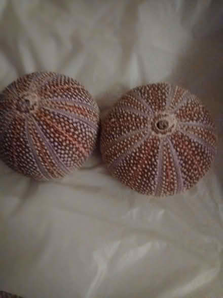 Photo of free Box of shells ans sea urchins (Cosham PO6) #3