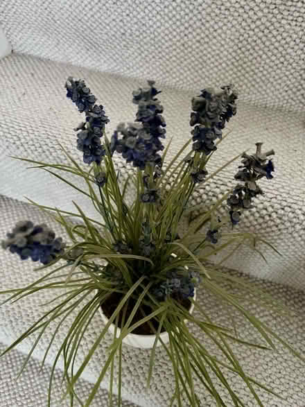 Photo of free Artificial plant in pot (Bexley DA5) #2