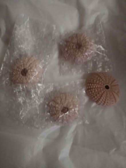 Photo of free Box of shells ans sea urchins (Cosham PO6) #2
