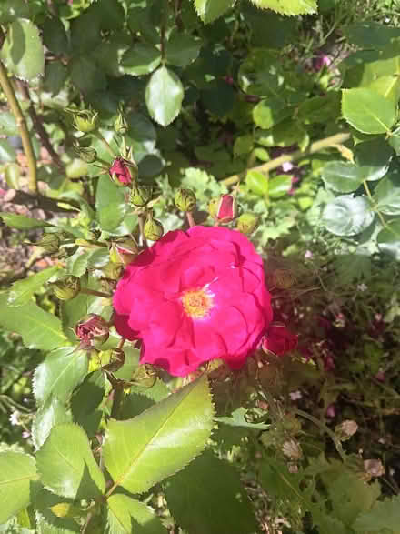 Photo of free Mature & Thriving Rosa Lovestruck Shrub Rose Bush Deep Pink (Ticknall DE73) #3