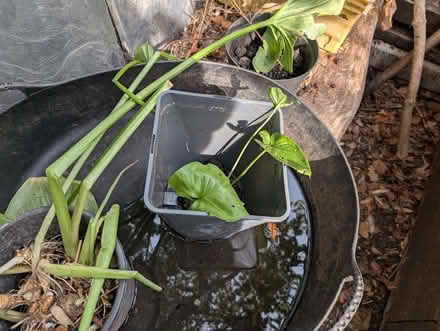 Photo of free White Lily (Portslade by Sea BN41) #1