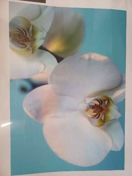 Photo of free Lovely orchid print (Hyson Green NG7) #3