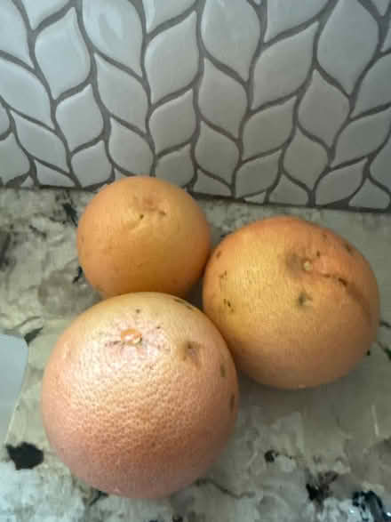 Photo of free Sweet X-lg grapefruit (Glendora ca) #2